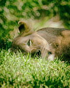 Sleeoing Lioness Photograph by Lawrence Knutsson Sleeoing Lioness Photograph by Lawrence Knutsson