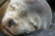 Sleeping Beauty Photograph by Laurie Lago Rispoli