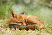 Sleeping Cutie - Red Fox in the Grass Photograph by Roeselien Raimond