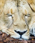 Sleeping Lion Photograph by Colin Rayner