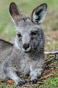 Sleepy Head Photograph by Werner Padarin