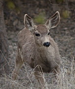 Small Fawn in Tombstone Photograph by Colleen Cornelius
