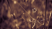 Small Photograph by Lora Lee Chapman