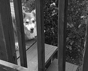 Smiling Dog Photograph by Brad Nellis