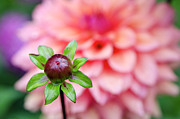 Smokey Mountain Bud Photograph by Kathy Paynter