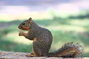 Snack Time Photograph by Colleen Cornelius