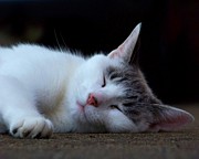 Snooze Photograph by Jai Johnson