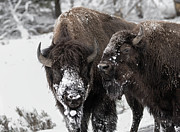 Snow Blown Photograph by Ronnie And Frances Howard