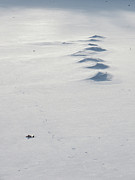 Snow Drifts Photograph by Azthet Photography