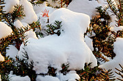 Snow Goat Photograph by Andee Design