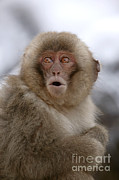 Snow Monkey Calling Photograph by Jean-Louis Klein & Marie-Luce Hubert