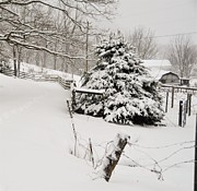 Snow Tree Photograph by Chuck Brown