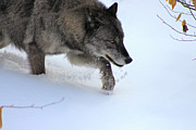 Snow Walker Photograph by Azthet Photography