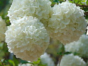 Snowball Photograph by Richie Parks