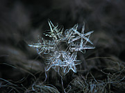 Snowflake of 19 March 2013 Photograph by Alexey Kljatov