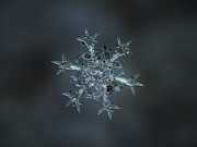 Snowflake photo - Starlight II Photograph by Alexey Kljatov Snowflake photo - Starlight II Photograph by Alexey Kljatov