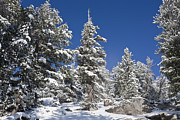 Snowscape 2 Photograph by Kelley King