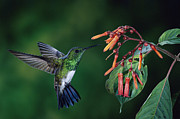 Snowy-Bellied Hummingbird Costa Rica Photograph by Michael and Patricia Fogden