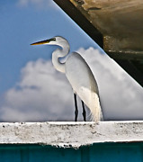 Snowy Egret Photograph by Arnold Hence