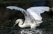 Snowy Egret Fishing Photograph by DB Hayes