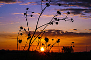 Nebraska Sunrise Photograph by Mindy Musick King