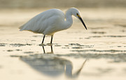 Snowy Egret Foraging Natural Bridges Photograph by Sebastian Kennerknecht Snowy Egret Foraging Natural Bridges Photograph by Sebastian Kennerknecht