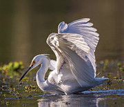 Snowy Egret Hunting - Egretta Thula Photograph by DB Hayes