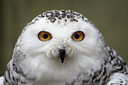 Snowy Eyes Photograph by Michael Hubley