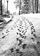 Snowy Footsteps Photograph by Alissa Beth Photography