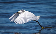 Snowy Liftoff Photograph by DB Hayes