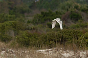 Snowy Owl Dune Flight Photograph by Paul Rebmann