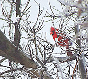 Snowy Red Bird a Cardinal in Winter Mixed Media by Shelli Fitzpatrick