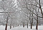 Snowy Treeline Photograph by Aimee L Maher ALM GALLERY