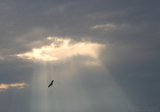 Soaring Through The Sunshine Photograph by Robert Banach