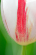Soft and tender Tulip closeup red white green Photograph by Matthias Hauser