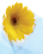 Soft Radiance Photograph by Neil Shapiro