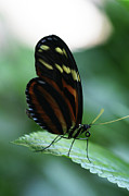 Soft Touch Photograph by Linda Shafer