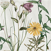 Softly Crocus and Daisy Painting by Mindy Sommers