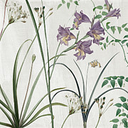 Softly Purple Crocus Painting by Mindy Sommers