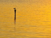 Solitude  Photograph by Mike Reilly