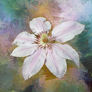 Solo Clematis Photograph by Jack Torcello