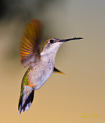 Something on my beak? Photograph by Rikk Flohr