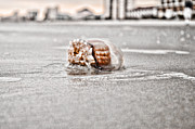 Something Strange Photograph by Sharon Popek