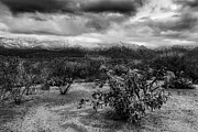Sonoran Winter H45 Photograph by Mark Myhaver Sonoran Winter H45 Photograph by Mark Myhaver