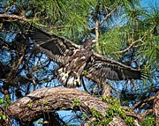 Soon After Fledging Photograph by Ronald Lutz Soon After Fledging Photograph by Ronald Lutz