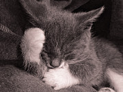 Sooo Never Catnipping Again Photograph by Susan Maxwell Schmidt