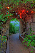 Southeast Arizona Garden Photograph by Charlene Mitchell