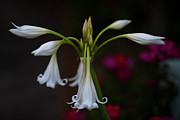 Southern Crinum Lily Photograph by Dale Powell Southern Crinum Lily Photograph by Dale Powell