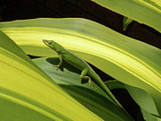 Southern Green Anole Photograph by John Irons