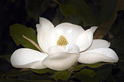 Southern Magnolia Photograph by Penny Lisowski Southern Magnolia Photograph by Penny Lisowski